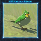 common_sparrow